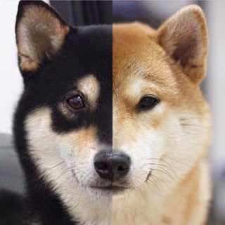 Telegram profile photo for Shibushka