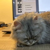 Telegram profile photo for Абу Хурайра