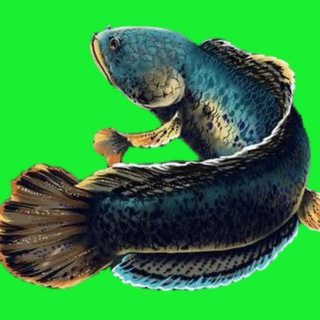 Telegram profile photo for "Морские и речные рыбы"