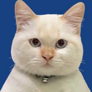 Telegram profile photo for CATS & ONLY 🐾