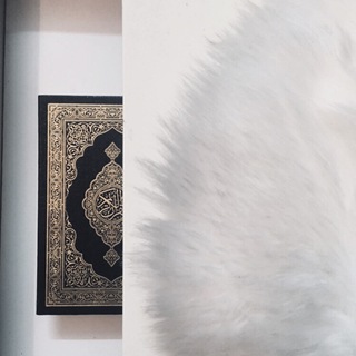 Telegram profile photo for ﮼مَوْرِد.