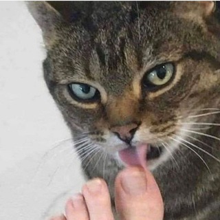 Telegram profile photo for Кошкебзы и мемы 2.0 🐱