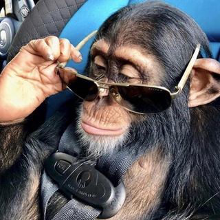 Telegram profile photo for блог альфа поведение