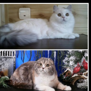 Telegram profile photo for Cattery Sckotish and Highland fold and strait, Mainecoon SMIT CATS