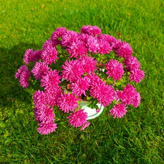Telegram profile photo for Комнатные и садовые цветы 🥀