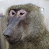 Telegram profile photo for ELVIS NEWS