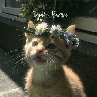 Telegram profile photo for Будка Хаски