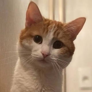 Telegram profile photo for Цифровой памятник Коту Твиксу🇷🇺