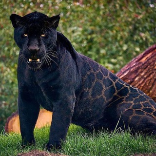 Telegram profile photo for 🐆حیات وحش ایران و جهان🐆