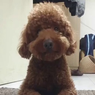 Telegram profile photo for 叮叮加密貨幣研究筆記