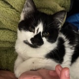 Telegram profile photo for Котенок Лазурь ищет дом