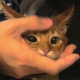 Telegram profile photo for leleh
