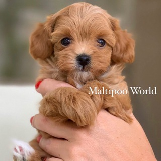 Telegram profile photo for Maltipoo World Club