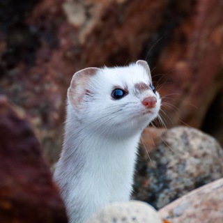 Telegram profile photo for Ласки, хори и прочие куняши