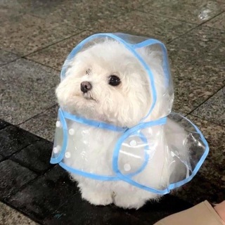 Telegram profile photo for dog business