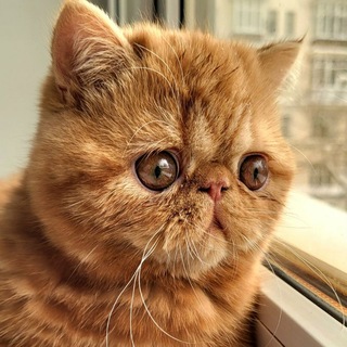 Telegram profile photo for Кузькина мать