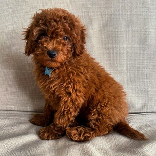 Telegram profile photo for Жизнь с пуделем