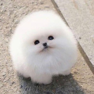 Telegram profile photo for переходник пьероклёны