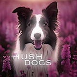 Telegram profile photo for 𝑯𝑼𝑺𝑯.𝑫𝑶𝑮𝑺ᶜʰᵃᶰᶰᵉᶫ
