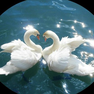 Telegram profile photo for آداب همسرداری "نوردیده"💑