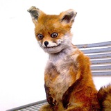 Telegram profile photo for Лисячий лоток