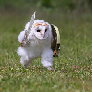 Telegram group profile photo for Авито чат Owlsova