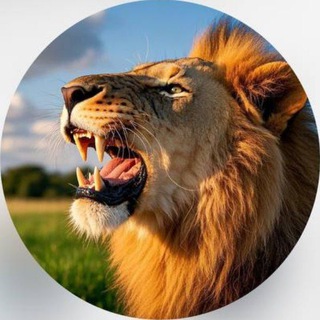 Telegram profile photo for 獅心王—加密王朝
