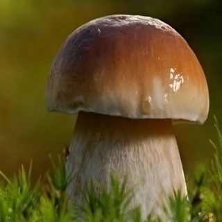 Telegram profile photo for Творчество