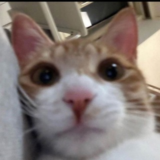 Telegram profile photo for Чердак Раху