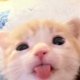 Telegram profile photo for leappis