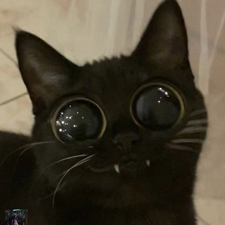 Telegram profile photo for بولشت و رفرنس مثلا