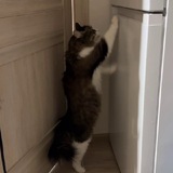 Telegram profile photo for 🐱 Василий 🐈⬛