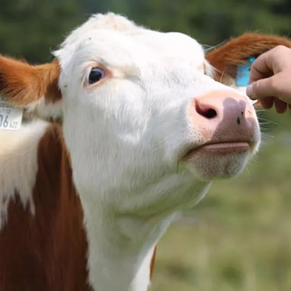 Telegram profile photo for ЧОРВАЧИЛИК ПАРРАНДАЧИЛИК АСОСЛАРИ