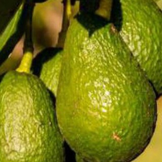 Telegram profile photo for Авокадо - тот еще фрукт 🥑