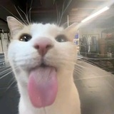 Telegram profile photo for Materiku