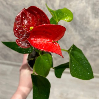 Telegram profile photo for Живем эту жизнь🥊
