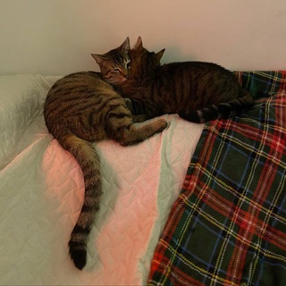 Telegram profile photo for Пермские коты