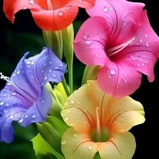 Telegram profile photo for رجاءي ظهور القائم 🌹💕