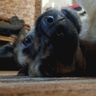 Telegram profile photo for Крокодил Кнопа