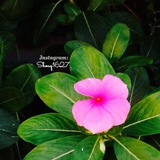 Telegram profile photo for رِّواْء الوِجْدانْ "ٓنَشْر الخير✍🏻✨