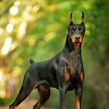 Telegram profile photo for 🐕 سگ نگهبان آنلاین🐕