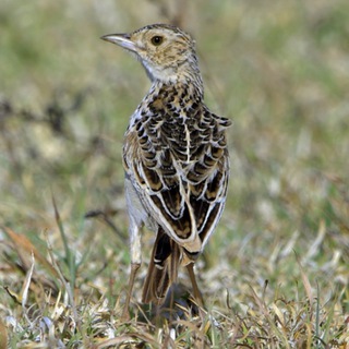 Telegram profile photo for Ethiopian Birds & Bird photography