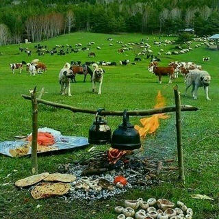 Telegram profile photo for بازار دام آذربایجان 🐑🐂🐃🐏🐐🐃🐂🐎،