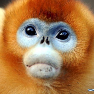 Telegram profile photo for Golden Goldposting