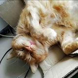 Telegram profile photo for Kot_Persei | помощь животным | частный приют