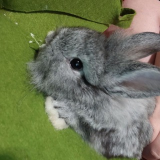 Telegram profile photo for ✨Маленький Тимоша✨