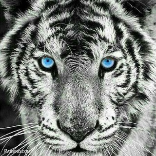 Telegram profile photo for 🐯Nature🌵