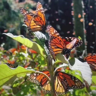 Telegram profile photo for پروانه هایِ باغِ نور... 🦋