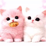 Telegram profile photo for ришш