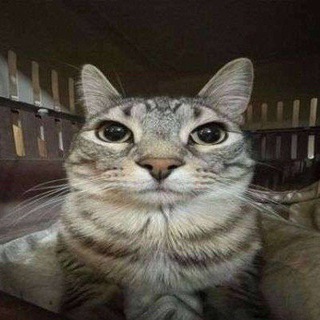 Telegram profile photo for дабстеп